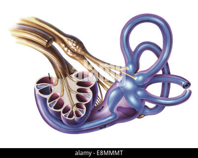 Cochlea-Detail mit Vestibulocochlear Nerv. Stockfoto