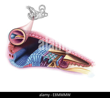 Interior Details der Cochlea. Stockfoto