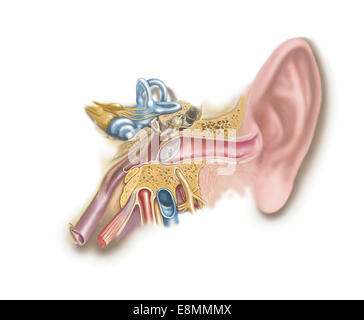 Anatomie des menschlichen Ohrs. Stockfoto