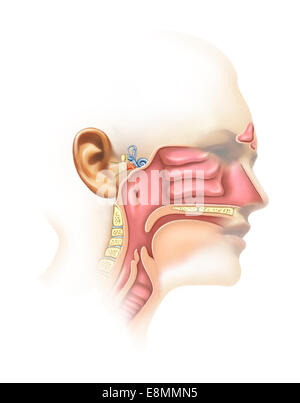 Anatomie des Innenohres und Nebenhöhlen. Stockfoto