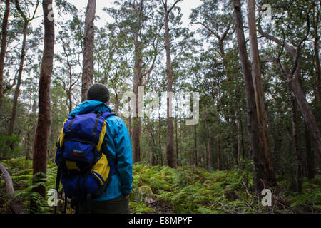 Bushwalking in den Blue Mountains in der Nähe von Katoomba, Australien. Mount Solitary und das Schloss. Stockfoto