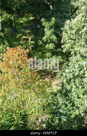 Blick hinunter auf den Boden von Xstrata Treetop Walkway in Kew Gardens, Richmond. Stockfoto