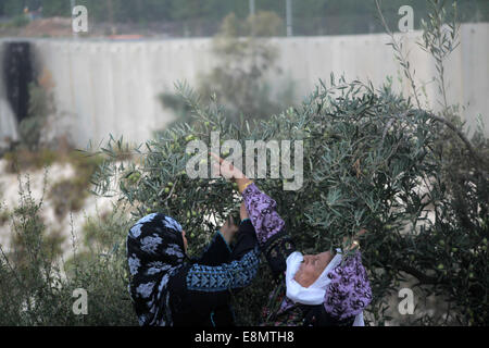 Hebron, Westjordanland, Palästinensische Gebiete. 11. Oktober 2014. Palästinensischen al-Sweity Familie Ernten Olivenbäumen neben dem Israel ihre umstrittenen Trennmauer in das Dorf Deir Samet in der Nähe von Hebron im besetzten Westjordanland am 11. Oktober 2014 gebaut. Die Sweity Familie kann nur vom Bestandteil ihrer Olivenhain zu ernten, wie Zugang zum Rest von der Betonschutzwand geschnitten wird, die seine Familie Land teilt. Israel sagt die projizierten 723 Kilometer (454 Meilen) von Stahl und Beton Wände, Zäune und Stacheldraht ist aus Sicherheitsgründen erforderlich, während Palästinenser betrachten es als ein Land zu ergreifen, die Stockfoto