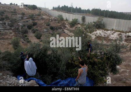 Hebron, Westjordanland, Palästinensische Gebiete. 11. Oktober 2014. Palästinensischen al-Sweity Familie Ernten Olivenbäumen neben dem Israel ihre umstrittenen Trennmauer in das Dorf Deir Samet in der Nähe von Hebron im besetzten Westjordanland am 11. Oktober 2014 gebaut. Die Sweity Familie kann nur vom Bestandteil ihrer Olivenhain zu ernten, wie Zugang zum Rest von der Betonschutzwand geschnitten wird, die seine Familie Land teilt. Israel sagt die projizierten 723 Kilometer (454 Meilen) von Stahl und Beton Wände, Zäune und Stacheldraht ist aus Sicherheitsgründen erforderlich, während Palästinenser betrachten es als ein Land zu ergreifen, die Stockfoto