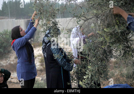 Hebron, Westjordanland, Palästinensische Gebiete. 11. Oktober 2014. Palästinensischen al-Sweity Familie Ernten Olivenbäumen neben dem Israel ihre umstrittenen Trennmauer in das Dorf Deir Samet in der Nähe von Hebron im besetzten Westjordanland am 11. Oktober 2014 gebaut. Die Sweity Familie kann nur vom Bestandteil ihrer Olivenhain zu ernten, wie Zugang zum Rest von der Betonschutzwand geschnitten wird, die seine Familie Land teilt. Israel sagt die projizierten 723 Kilometer (454 Meilen) von Stahl und Beton Wände, Zäune und Stacheldraht ist aus Sicherheitsgründen erforderlich, während Palästinenser betrachten es als ein Land zu ergreifen, die Stockfoto