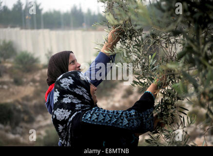 Hebron, Westjordanland, Palästinensische Gebiete. 11. Oktober 2014. Palästinensischen al-Sweity Familie Ernten Olivenbäumen neben dem Israel ihre umstrittenen Trennmauer in das Dorf Deir Samet in der Nähe von Hebron im besetzten Westjordanland am 11. Oktober 2014 gebaut. Die Sweity Familie kann nur vom Bestandteil ihrer Olivenhain zu ernten, wie Zugang zum Rest von der Betonschutzwand geschnitten wird, die seine Familie Land teilt. Israel sagt die projizierten 723 Kilometer (454 Meilen) von Stahl und Beton Wände, Zäune und Stacheldraht ist aus Sicherheitsgründen erforderlich, während Palästinenser betrachten es als ein Land zu ergreifen, die Stockfoto