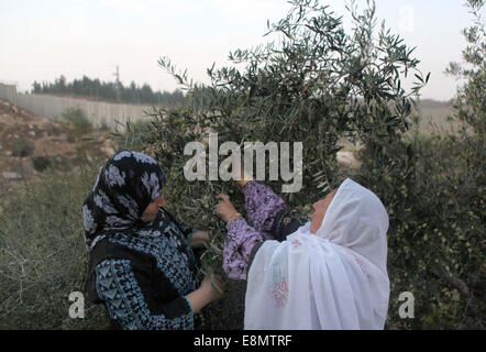 Hebron, Westjordanland, Palästinensische Gebiete. 11. Oktober 2014. Palästinensischen al-Sweity Familie Ernten Olivenbäumen neben dem Israel ihre umstrittenen Trennmauer in das Dorf Deir Samet in der Nähe von Hebron im besetzten Westjordanland am 11. Oktober 2014 gebaut. Die Sweity Familie kann nur vom Bestandteil ihrer Olivenhain zu ernten, wie Zugang zum Rest von der Betonschutzwand geschnitten wird, die seine Familie Land teilt. Israel sagt die projizierten 723 Kilometer (454 Meilen) von Stahl und Beton Wände, Zäune und Stacheldraht ist aus Sicherheitsgründen erforderlich, während Palästinenser betrachten es als ein Land zu ergreifen, die Stockfoto