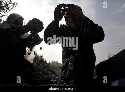 Hebron, Westjordanland. 11. Oktober 2014. Mitglieder der palästinensischen al-Sweity Familie Ernten Olivenbäumen neben dem Israel ihre umstrittenen Trennmauer in das Dorf Deir Samet in der Nähe von Hebron im besetzten Westjordanland gebaut. Die Sweity Familie kann nur vom Bestandteil ihrer Olivenhain zu ernten, wie Zugang zum Rest von der Betonschutzwand geschnitten wird, die seine Familie Land teilt. Israel sagt die projizierten 723 Kilometer (454 Meilen) von Stahl und Beton Wände, Zäune und Stacheldraht ist aus Sicherheitsgründen erforderlich, während Palästinenser betrachten es als ein Landraub, die ihre versprochenen Zustand untergräbt. Stockfoto