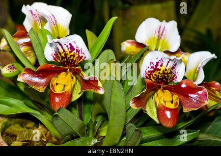 Pantoffel Orchidee (Paphiopedilum), mit exotischen Blumen geformt und seltene Flora. Stockfoto