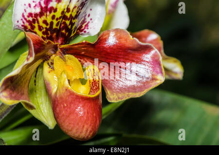 Pantoffel Orchidee (Paphiopedilum), mit exotischen Blumen geformt und seltene Flora. Stockfoto