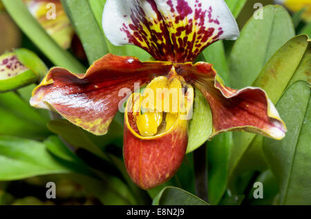 Pantoffel Orchidee (Paphiopedilum), mit exotischen Blumen geformt und seltene Flora. Stockfoto