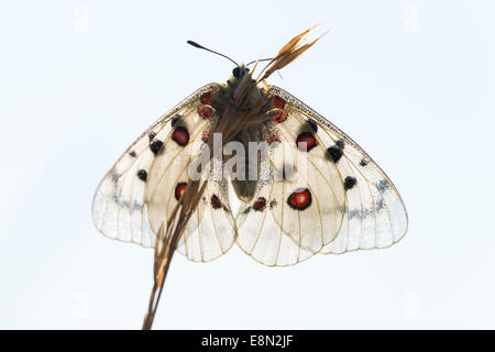 Roter Apollo/red Apollo (clossiana Apollo) Stockfoto