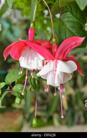 Lady es Ohrentropfen (Fuchsia), schöne exotische Blumen, die wachsen und blühen in der Kälte im Winter von Thailand Stockfoto