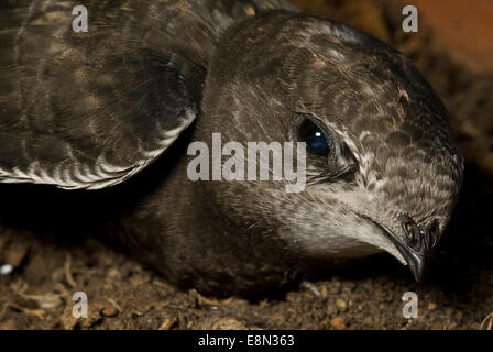 Gemeinsamen Swift Apus Apus, Apodidae, Latium, Italien Stockfoto