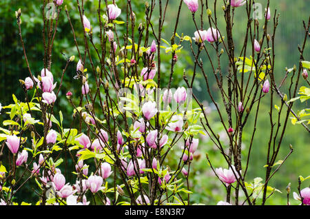 Rosa Magnolia Soulangeana Blumen blühen im Regen Stockfoto