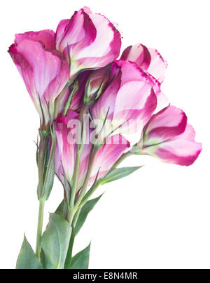 rote und weiße Eustoma Blumenstrauß Stockfoto