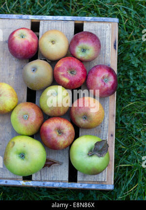 Englische Äpfel auf einer Holzkiste im Herbst Stockfoto