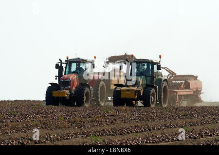 Zwiebeln Ernten Capel St Andrew Suffolk UK Stockfoto