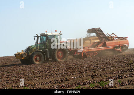 Zwiebeln Ernten Capel St Andrew Suffolk UK Stockfoto