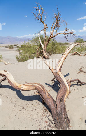 Mesquite flache Sanddünen im Death Valley, Mojave-Wüste in Kalifornien, USA Stockfoto