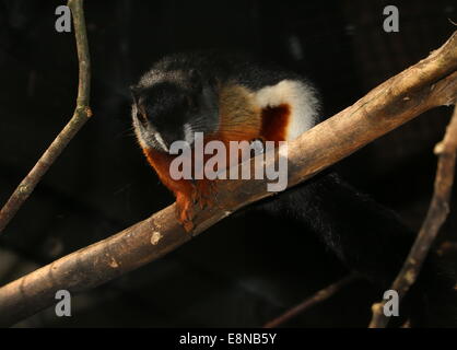 Prevost Eichhörnchen (Callosciurus Prevostii) aka asiatischen dreifarbigen Eichhörnchen Stockfoto