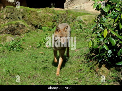 Goldene oder gemeinsame Jackal (Canis Aureus) zu Fuß Stockfoto