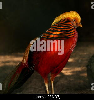Männliche Goldfasan oder chinesische Fasan (Chrysolophus Pictus) im Profil Stockfoto