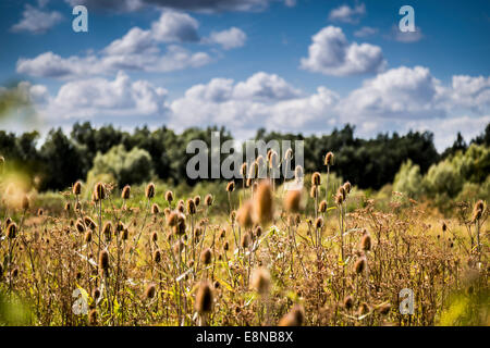 Bereich der bieten (Dipsacus Fullonum) an einem strahlend sonnigen blauen Himmel Tag flauschige Wolken. Flache Schärfentiefe und Tiefenschärfe. Stockfoto