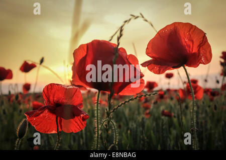 Nahaufnahme von drei Mohnblumen, über einem Mohnfeld in einer Sommerwiese schauen, wie die Sonne in der Ferne Stockfoto