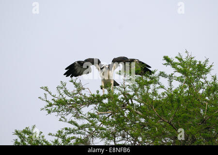 Osprey im frühen Morgen Licht bei Blue Cypress See in Indian River County, Florida. Stockfoto