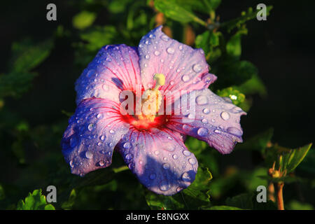 Lavatera ist ein pflegeleichter aufrechter Strauch trägt große, attraktive Blüten ab Mitte des Sommers auf den Stationen. Oft nur von kurzer Dauer. Stockfoto