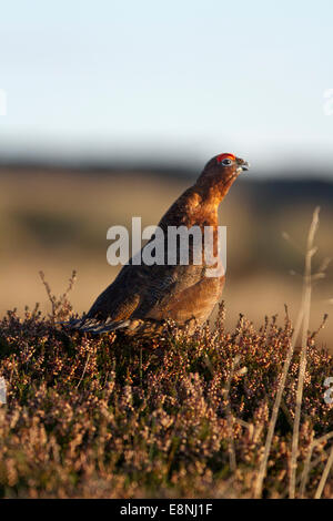 Middleham, North Yorkshire, Großbritannien. Oktober 2014. Wetter in Großbritannien. Moorgebiet Red Grouse, Wildvögel, gewöhnliche Zackenbarsche, ein plump mittelgroßer Vogel mit kurzem Schwanz, reichem kastanienbraunem Gefieders und weiß gefiederten Beinen, der sich in den Morgenstrahlen beim Sonnenaufgang über West Witton, Moors, erwärmt. GROSSBRITANNIEN. Stockfoto