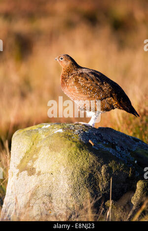 Middleham, North Yorkshire, Großbritannien. Oktober 2014. Wetter in Großbritannien. Moorgebiet Red Grouse, Wildvögel, gewöhnliche Zackenbarsche, ein plump mittelgroßer Vogel mit kurzem Schwanz, reichem kastanienbraunem Gefieders und weiß gefiederten Beinen, der sich in den Morgenstrahlen beim Sonnenaufgang über West Witton, Moors, erwärmt. GROSSBRITANNIEN. Stockfoto