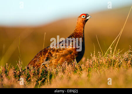 Middleham, North Yorkshire, Großbritannien. Oktober 2014. Wetter in Großbritannien. Moorgebiet Red Grouse, Wildvögel, gewöhnliche Zackenbarsche, ein plump mittelgroßer Vogel mit kurzem Schwanz, reichem kastanienbraunem Gefieders und weiß gefiederten Beinen, der sich in den Morgenstrahlen beim Sonnenaufgang über West Witton, Moors, erwärmt. GROSSBRITANNIEN. Stockfoto