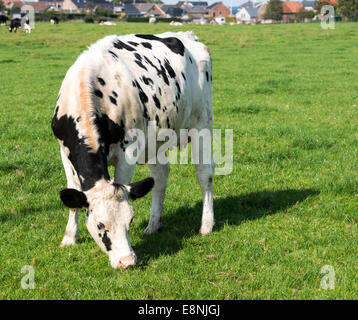 schwarze und weiße Kuh grasen auf dem grünen Rasen auf einem Bauernhof in Belgien Stockfoto