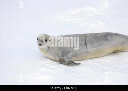 Krabbenfresserrobbe (Lobodon Carcinophagus) Siegel auf einem Eisberg, Ross-Meer, Antarktis. Stockfoto