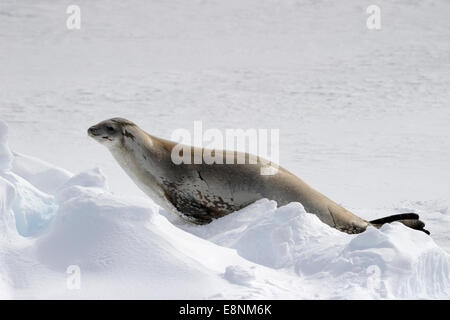 Krabbenfresserrobbe (Lobodon Carcinophagus) Siegel auf einem Eisberg, Ross-Meer, Antarktis. Stockfoto