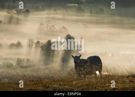Anfang Herbst Nebel über Kirche Stretton in Shropshire, gesehen vom Long Mynd, England, UK, Sonntag, 12. Oktober 2014. Stockfoto