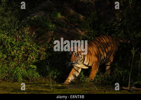 Royal Bengal Tiger schwimmt durch den Monsun Gewässern des Ranthambhore Stockfoto