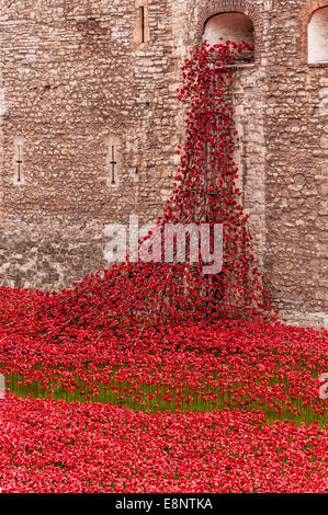 Mohnblumen im Tower of London Stockfoto