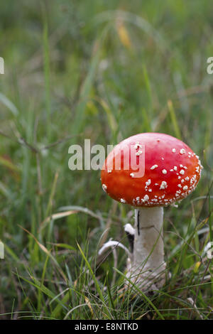 Fliegenpilz oder Fly Amanita (Amanita Muscaria) Stockfoto