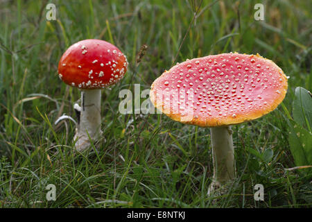 Fliegenpilz oder Fly Amanita (Amanita Muscaria) Stockfoto