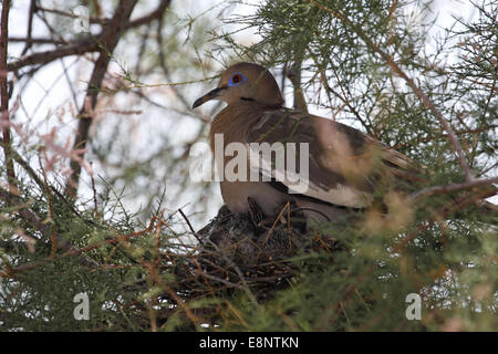 Weiß – Winged Taube mit zwei Nestlinge (Zenaida Asiatica), Arizona, USA Stockfoto