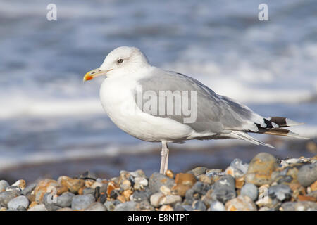 einzelne Erwachsene Kaspischen Möwe (Larus Cachinnans) stehend auf Kiesstrand mit Wellen im Hintergrund, Norfolk, England, UK Stockfoto