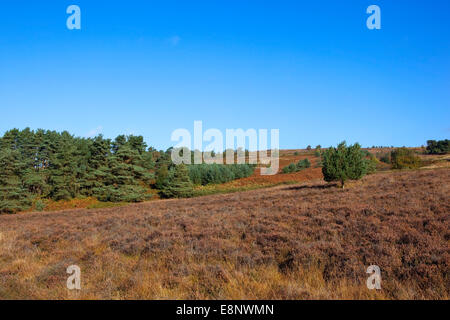 Heather Moorland und jungen Kiefern inmitten der malerischen Hochland von Farndale in North Yorkshire, England. Stockfoto