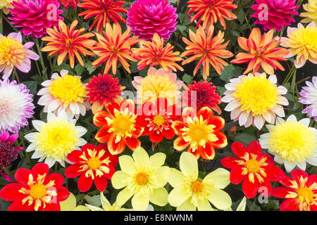 Blumenschau Malvern Herbst Garten zeigen Worcestershire DE Stockfoto