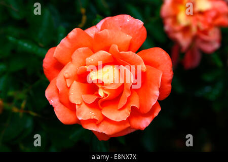 Orange Rose, grüne Blätter erlauben im Hintergrund, Wassertropfen. Stockfoto