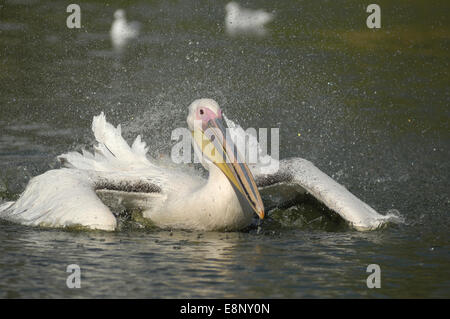 Rosapelikan (Pelecanus Onocrotalus) Baden Stockfoto