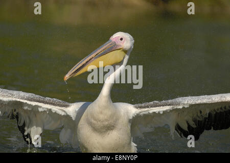 Rosapelikan (Pelecanus Onocrotalus) Baden Stockfoto