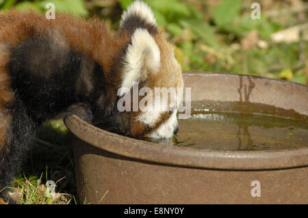 Roter Panda Ailurus Fulgens Babytrinkwasser Stockfoto